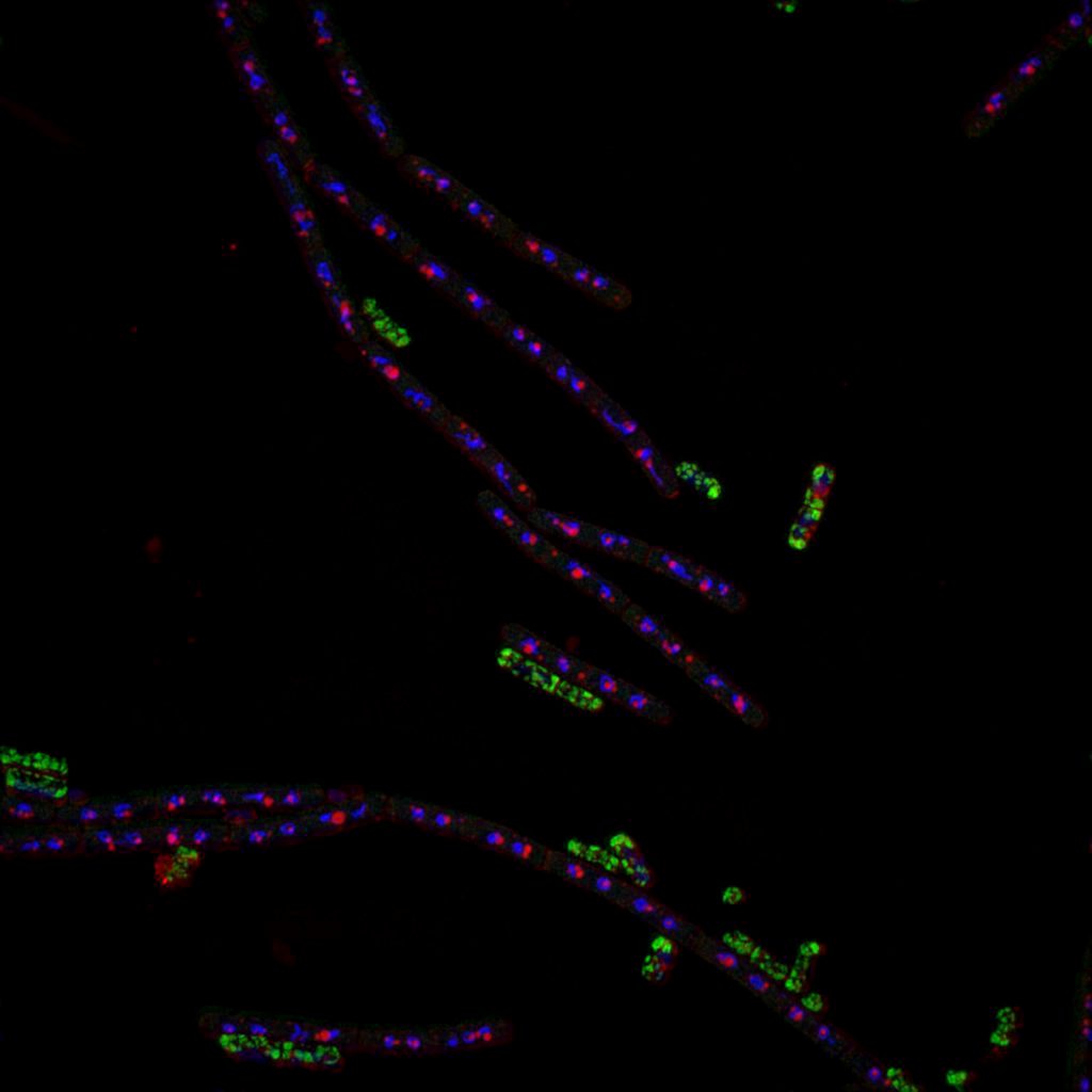 SIM image of Bacillus subtilis