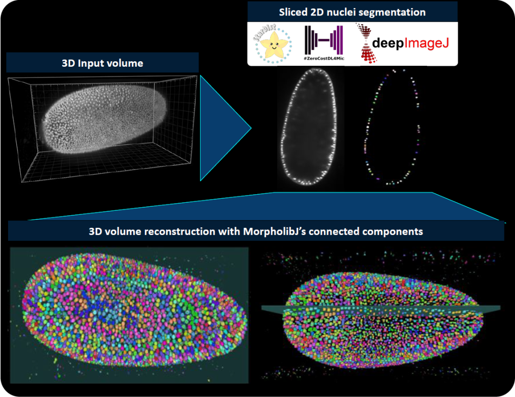 measuring distance between 3d objects imagej fiji