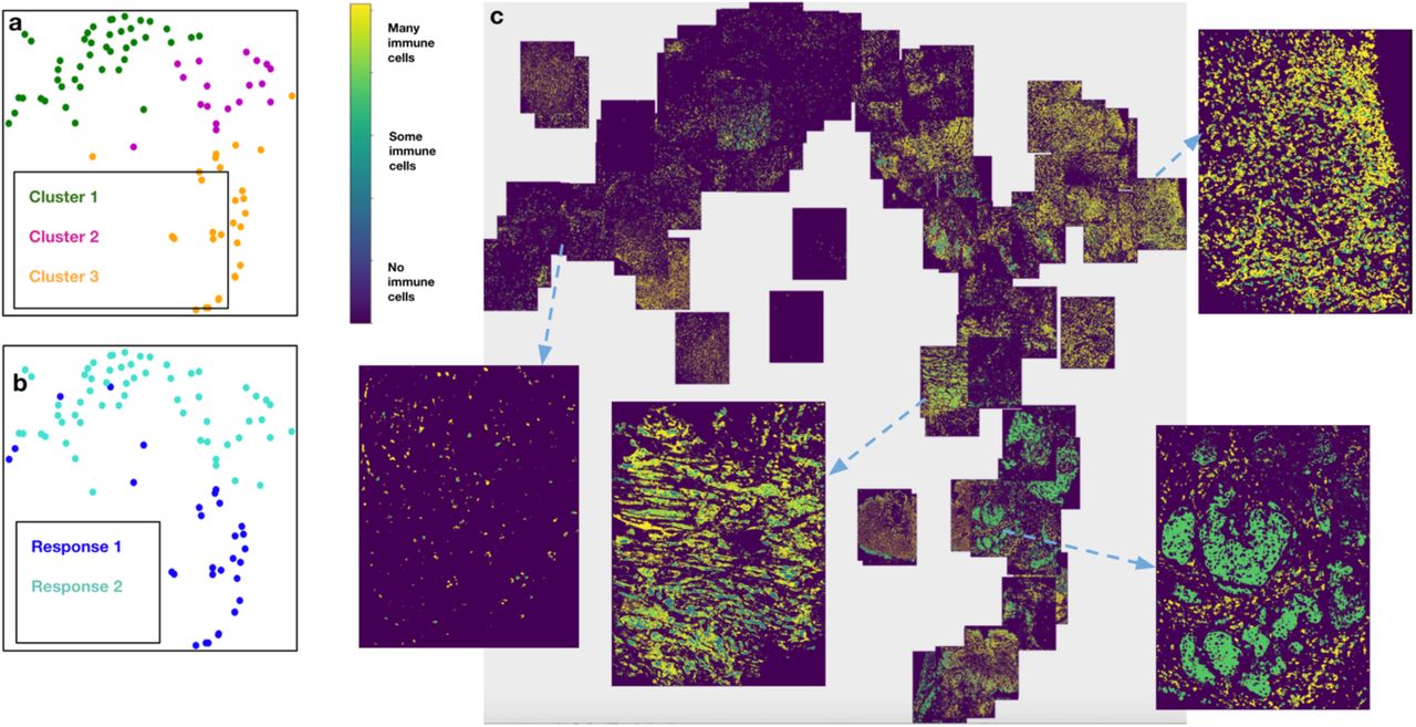 Microscopy preprints - Bioimage analysis tools