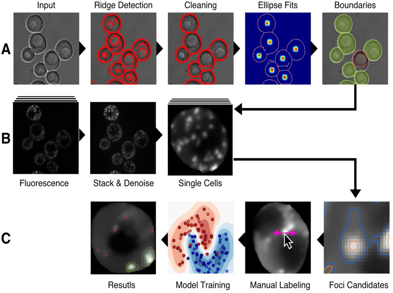 Microscopy preprints - Bioimage analysis tools - FocalPlane