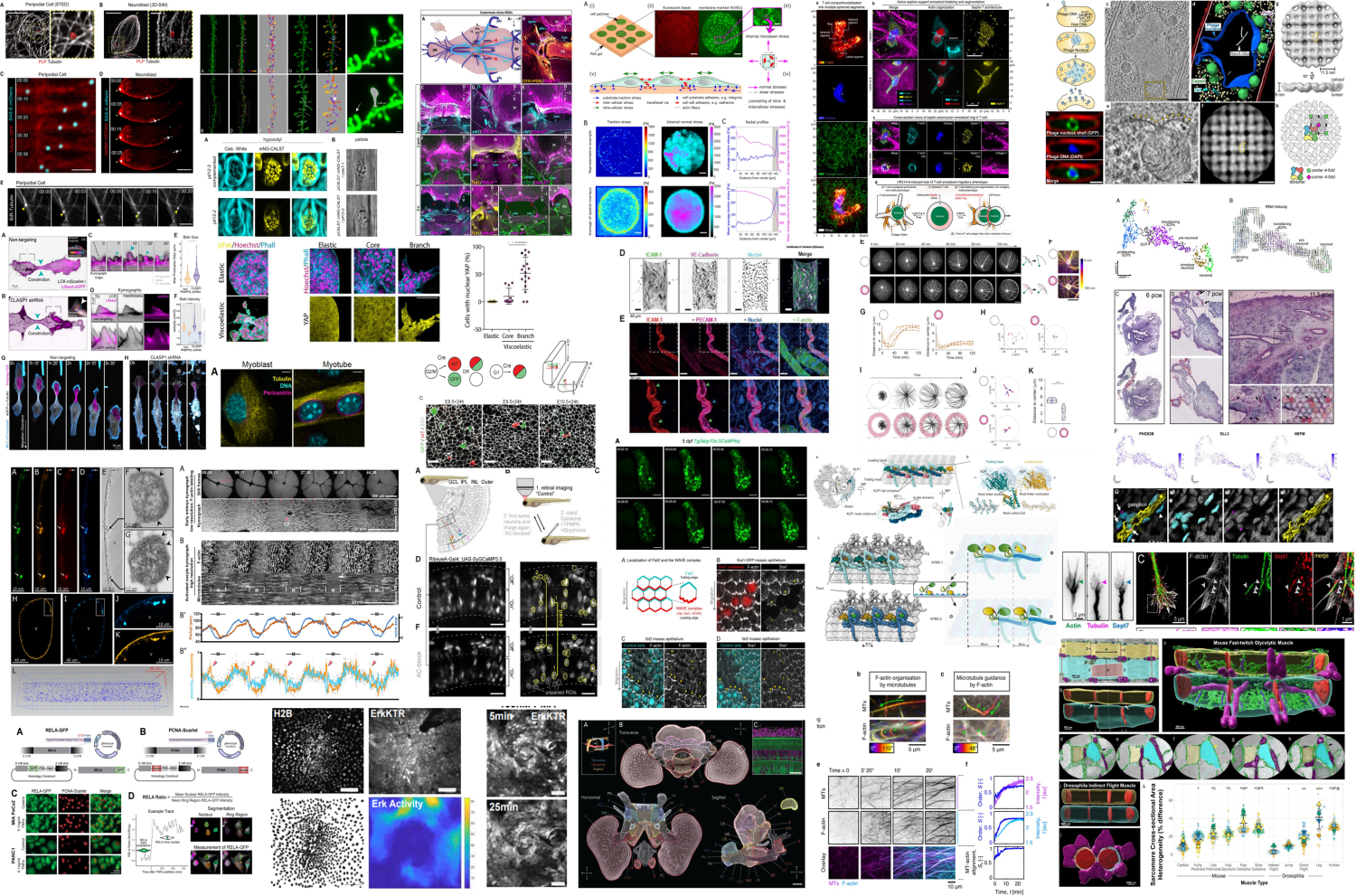 What Is Cargo In Cell Biology