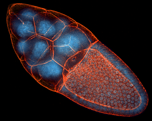 F-actin and nuclei of the Drosophila epithelial organ egg chamber.