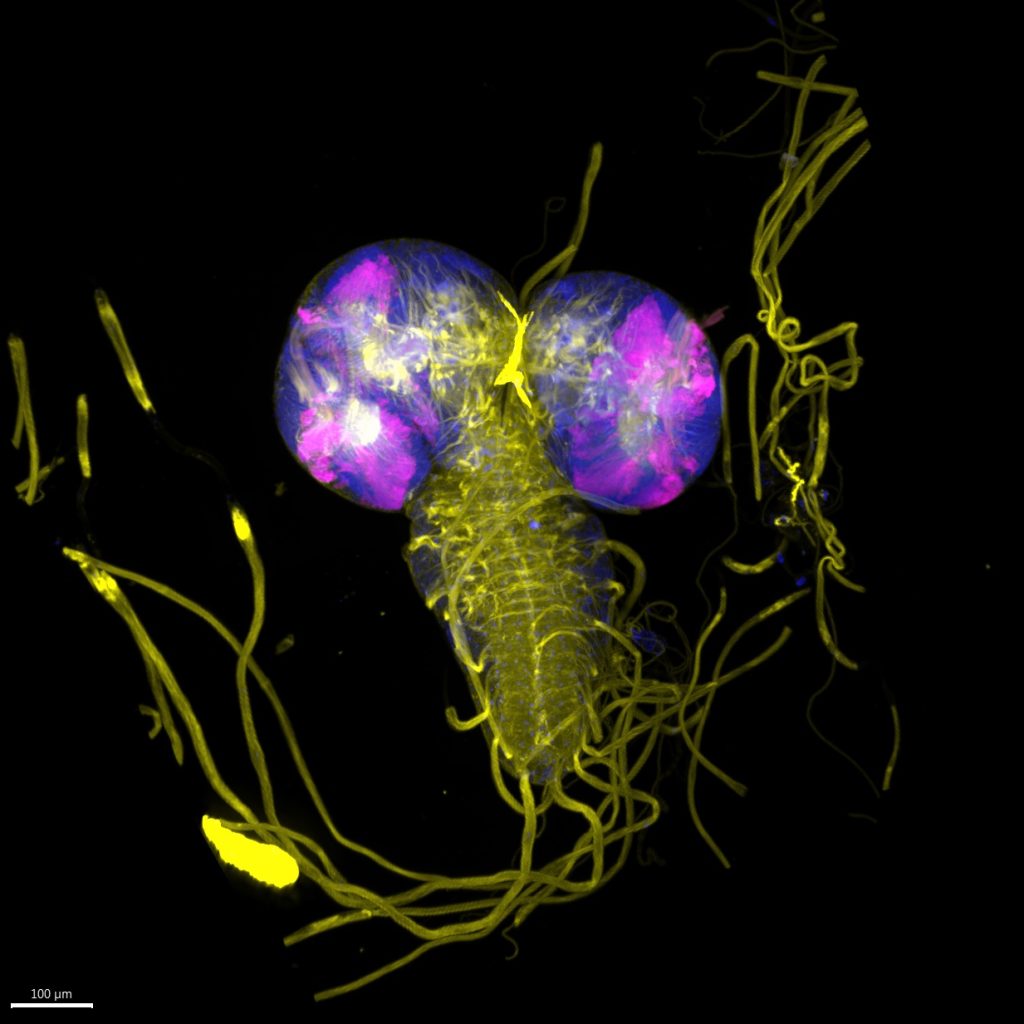 Drosophila larvae brain and nervous system