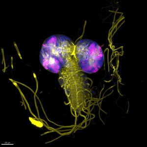 Drosophila larvae brain and nervous system