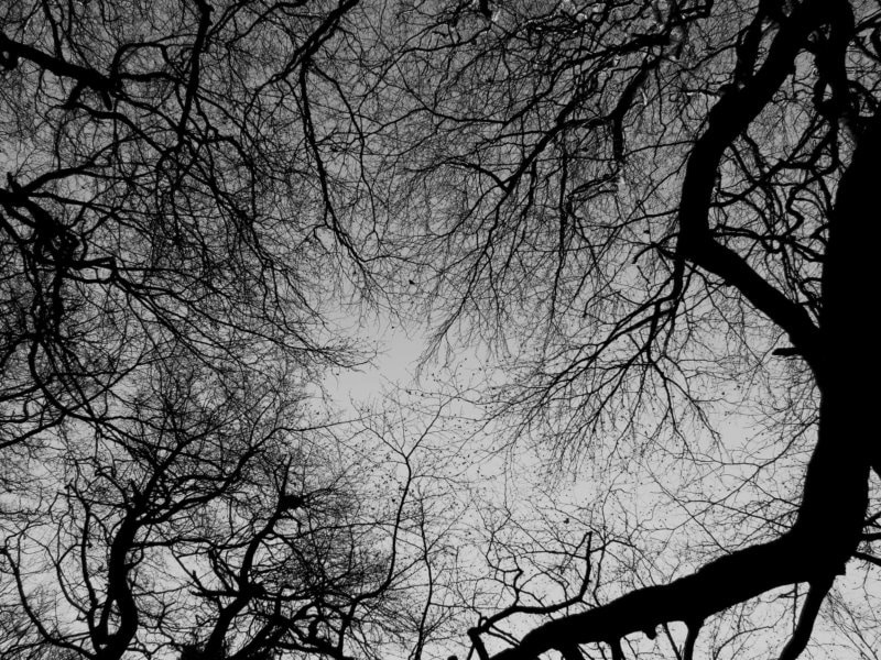 Greyscale image of tree crowns as seen from below. As the trees have no leaves they look like rivers or blood vessels building a large network.
