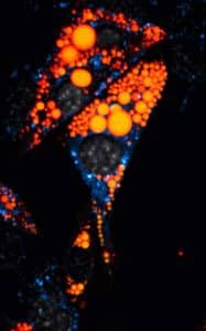 Live-cell fluorescence image taken from a timelapse that shows two lipid droplets fusing together in a mature mouse brown adipocyte