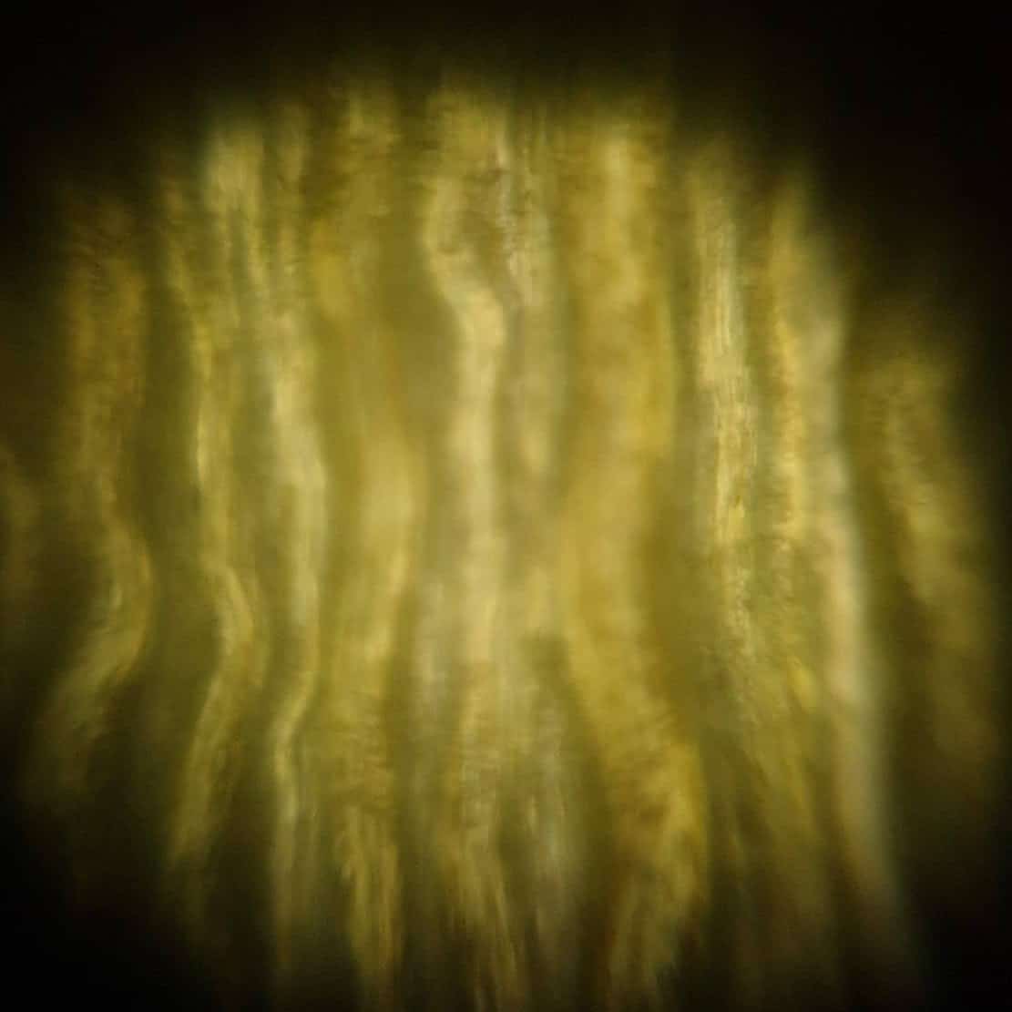 Yellow wiggly stripes: a microscope view of a yellow tulip petal