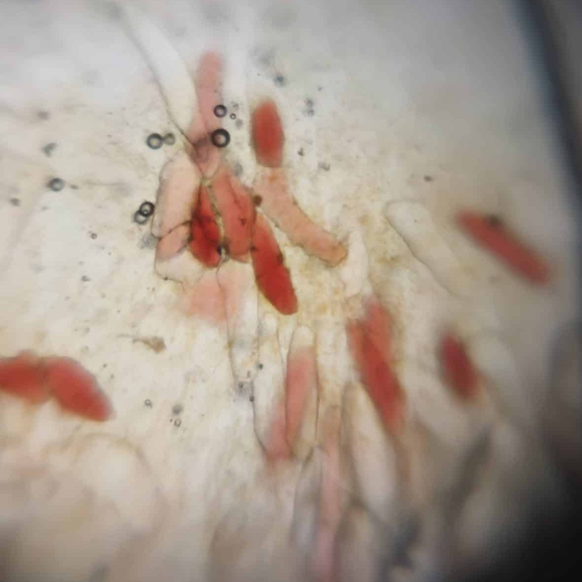 Red ovals outlined in gold: persimmon cells through a microscope