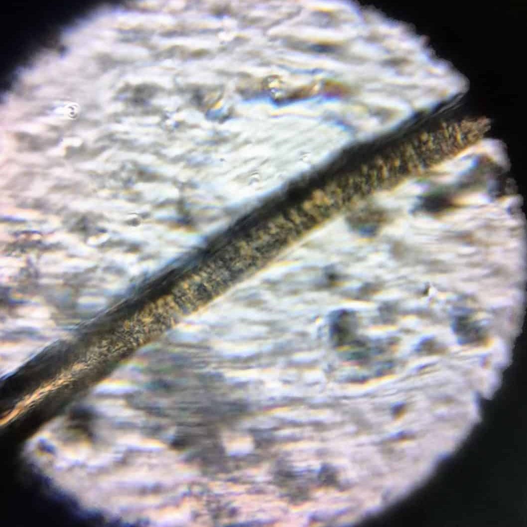 A brown shiny cylinder- a human hair through a microcope