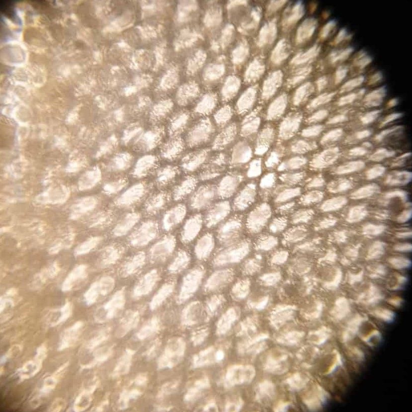 Microscope image of a moss leaf, showing individual cells