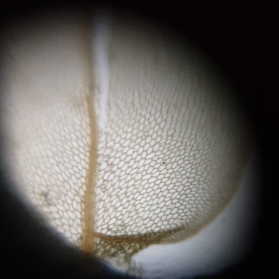 Microscope image of a moss leaf, showing individual cells