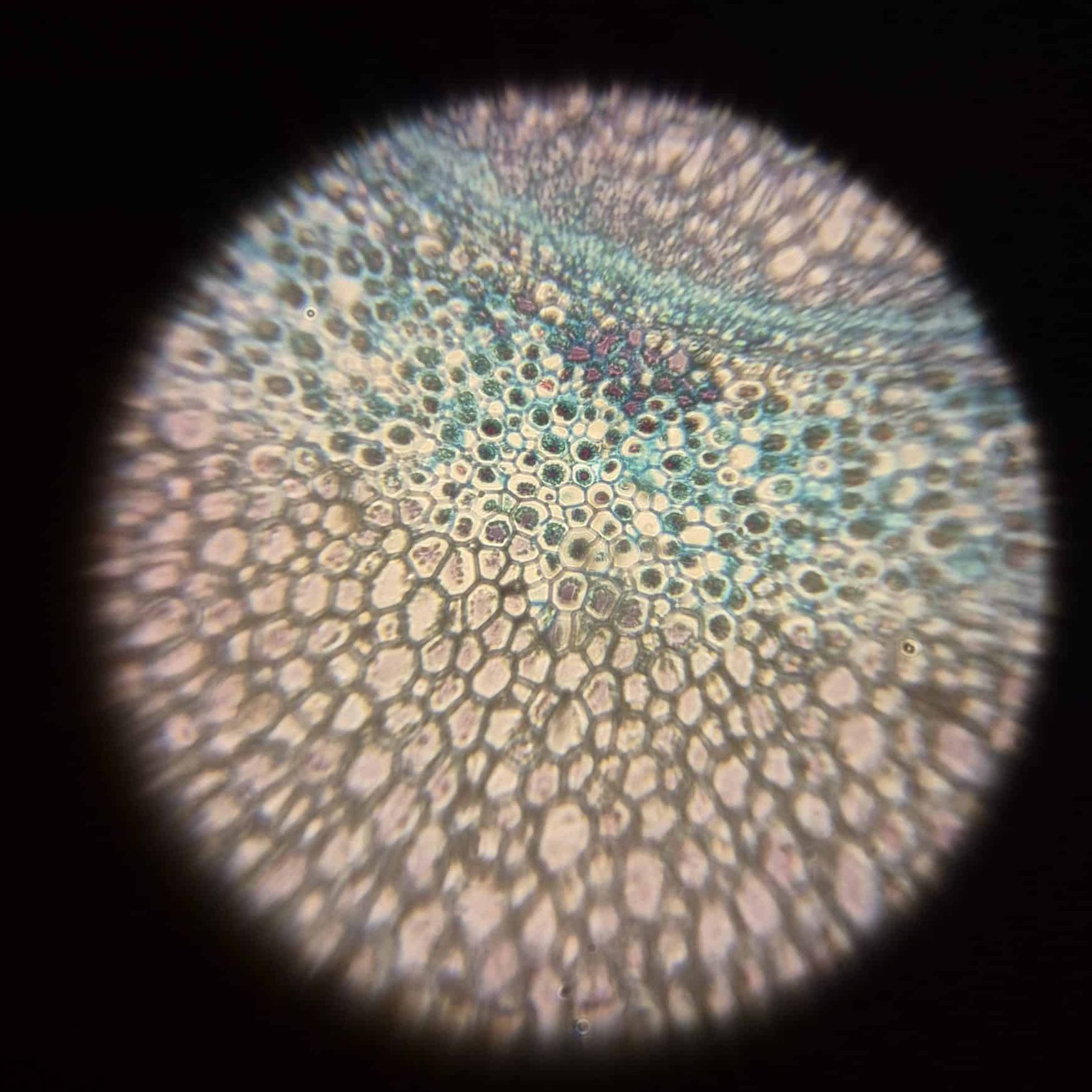 Purple blue and orange web-like structure: fern Rhizome viewed through a microscope