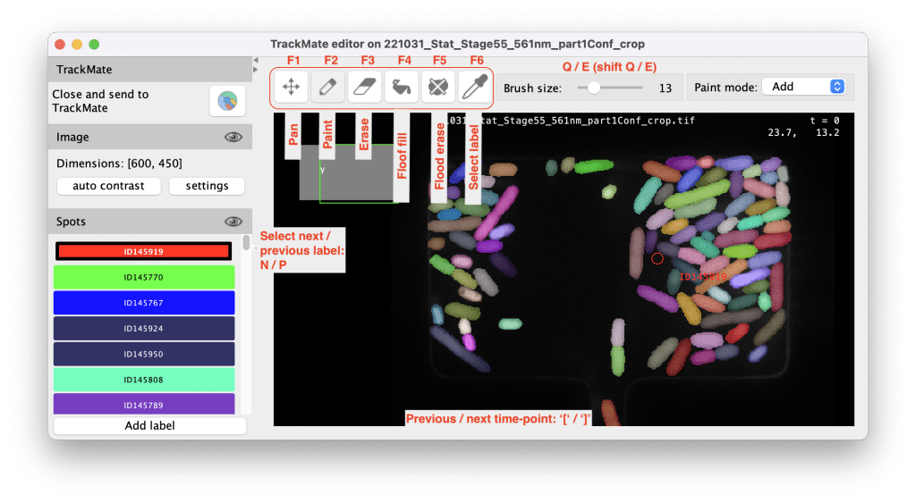 The TrackMate segmentation editor