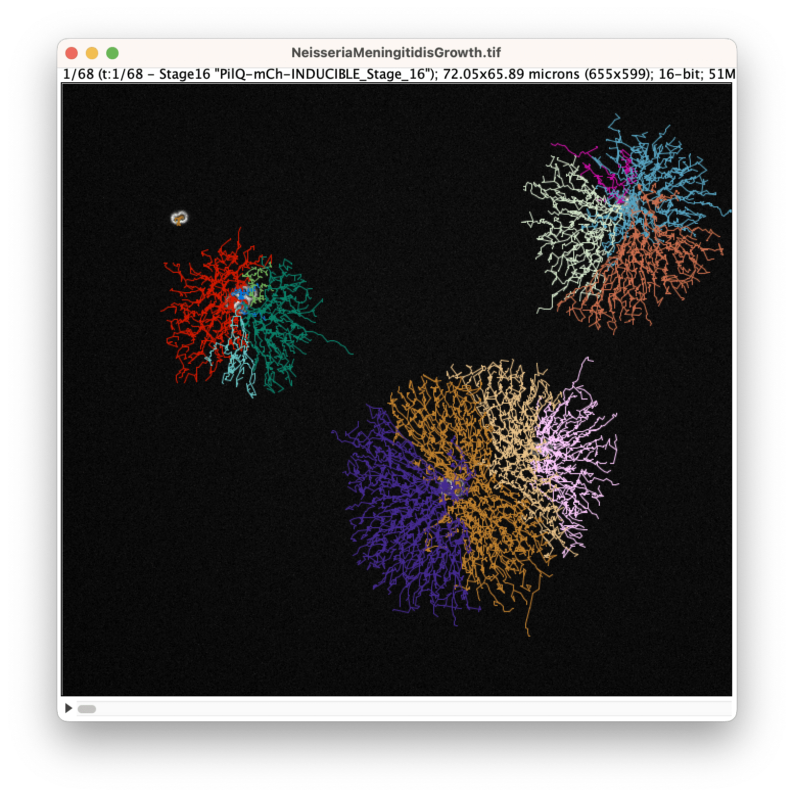 Tracking the growth of Neisseria meningitides with Ilastik and Trackastra in TrackMate