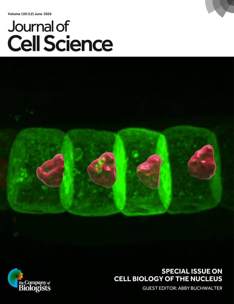 JCS Cover: Posterior nucleus positioning in Ciona notochord cells. Co-expression of hCD4–eGFP (green, cell boundary) and Nup50–mCherry (pink, nuclei) in notochord cells in Ciona embryos. The cells and the nuclei are 3D reconstructed and highlighted by Imaris software. See article by H. Peng et al. (jcs264699).
Special Issue on Cell Biology of the Nucleus
Guest Editor: Abby Buchwalter