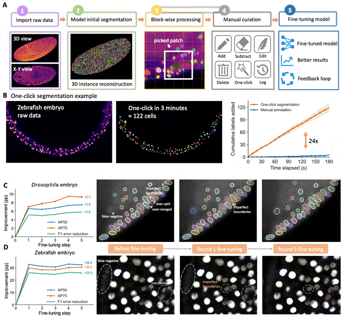 Figure showing that FOCUS-3D introduces a unified, integrated and end-to-end volumetric segmentation architecture for 3D cell segmentation. (A) Overall architecture of FOCUS-3D. The architecture consists of a 3D MAE backbone, a multi-scale feature extractor and adapter, a transformer decoder, and other key modules. (B) Schematic illustration of ground-truth-guided training. Auxiliary denoising loss is introduced to facilitate model training. (C) Schematic illustration of feature-guided query initialization. Queries are initialized by extracting the top-ranked candidates from multi-scale features. (D) Visualization of MAE reconstruction. Representative examples of the original image, masked input, and MAE reconst8ruction are shown.