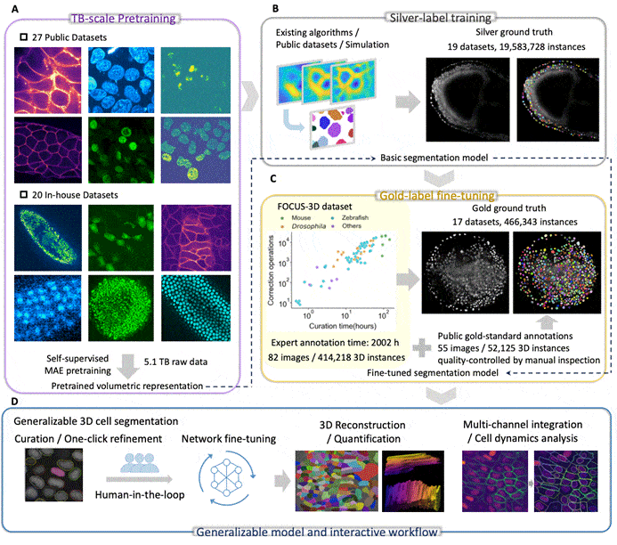 Figure showing datasets and training strategy for FOCUS-3D. (A) Self-supervised pretraining. This stage includes 27 public datasets and 20 in-house datasets, comprising a total of 5.1 TB of raw data. (B) Silver-standard training. Existing methods, simulation-based approaches and public datasets are used to generate 19,583,728 silver-standard annotations. (C) Gold-standard annotations for fine-tuning and evaluation. We constructed the FOCUS-3D dataset, consisting of 82 expert-curated volumes and 414,218 annotated 3D cell instances. This dataset was combined with 55 quality-controlled public gold-standard volumes containing 52,125 instances, resulting in a gold-standard annotation pool of 7 species, 137 volumes and 466,343 instances. (D) Interactive workflow and downstream applications. FOCUS-3D enables data visualization, segmentation curation, human-in-the-loop model fine-tuning, 3D reconstruction and quantification, cell tracking, multi-channel integration and cell dynamics analysis.