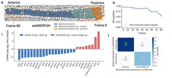 (G) Spatial mapping of morphology-defined notochord states onto the 6-somite weMERFISH embryo. The notochord is shown together with the 10% AP regions providing the best morphology match to frame 0 and frame 80. (H) Morphology-guided temporal-to-spatial mapping along the anterior– posterior (AP) axis of the 6-somite weMERFISH notochord. Points indicate the center of the best-matching 10% AP window for each live-imaging frame. Error bars indicate the contiguous AP support interval surrounding the maximum morphology-similarity peak, defined using 70% of the peak prominence relative to the median similarity across the AP landscape. (I) Genes showing concordant spatial and temporal expression differences between the morphology-defined weMER-FISH regions and the independent single-cell RNA-seq analysis. Bars show the single-cell RNA-seq log2 fold change for the combined 3-somite/6-somite population relative to the bud stage; negative values therefore indicate higher expression at the bud stage and positive values higher expression at somite stages. Genes are grouped according to frame 0/bud-stage or frame 80/somite-stage concordance. (J) Directional overlap between morphology-defined weMERFISH spatial signatures and single-cell RNA-seq temporal signatures. Rows denote genes expressed more highly in the frame 0-like or frame 80-like weMERFISH regions, and columns denote genes upregulated at the bud stage or at somite stages in single-cell RNA-seq. Numbers indicate overlapping genes and color intensity represents − log10(FDR). Fisher’s exact tests used the 456 weMERFISH-measured genes matched and tested in the single-cell dataset as the gene universe, with Benjamini–Hochberg correction across the four directional comparisons.
